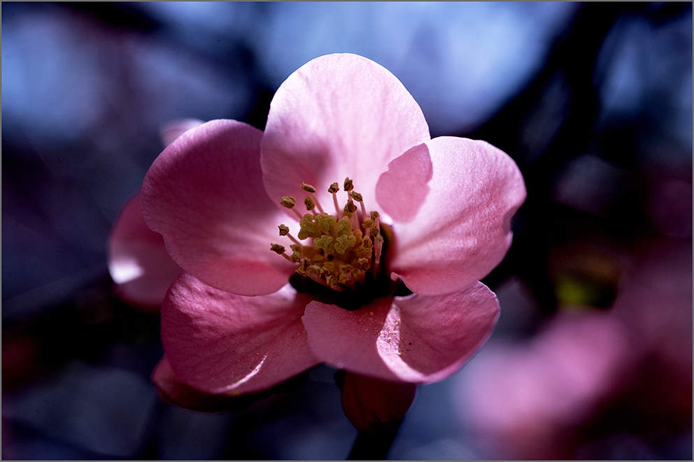 photo "***" tags: still life, macro and close-up, nature, 