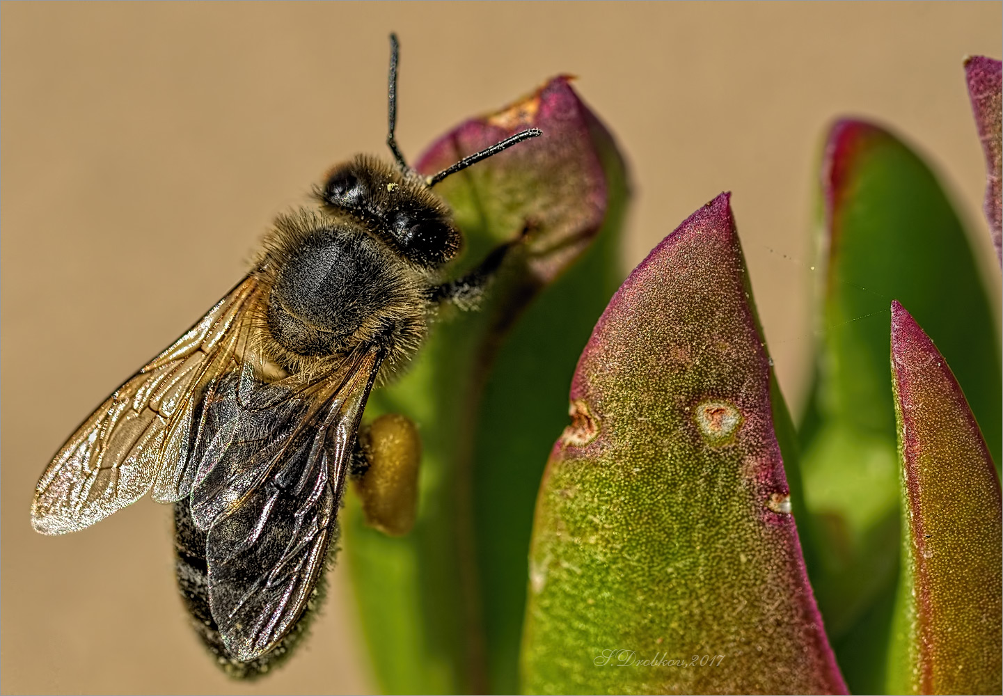 photo "Primavera" tags: nature, macro and close-up, Europe, flowers, insect, spring, wild animals, пчела