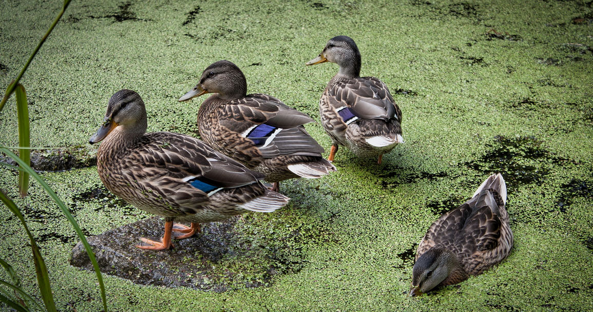 photo "на пруду" tags: misc., nature, bird, pond, water, птицы, утка, утки