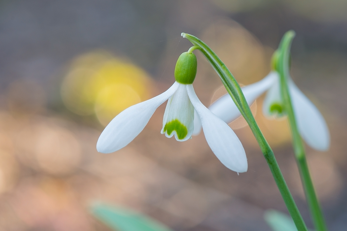 фото "Galanthus plicatus" метки: макро и крупный план, растения