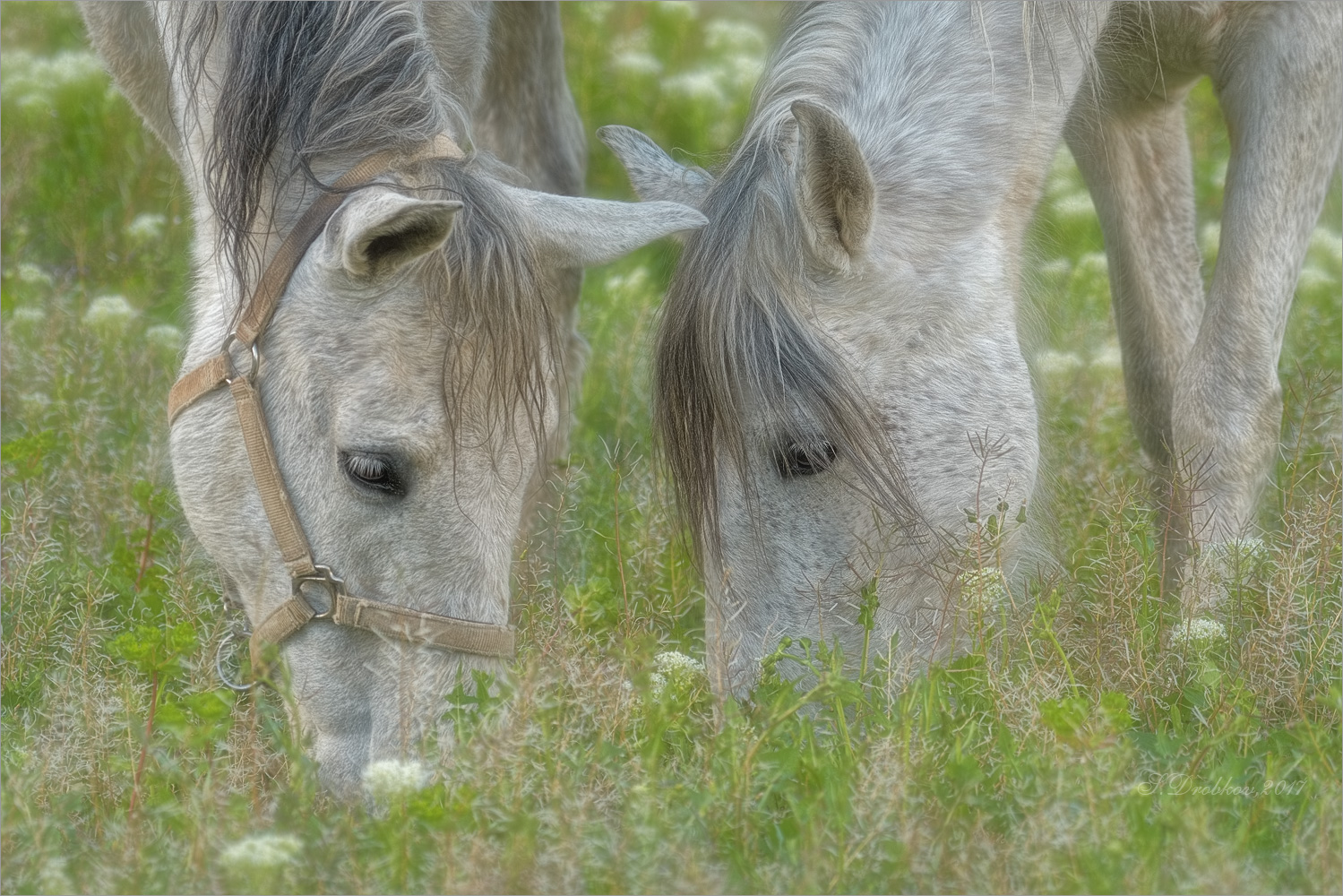 photo "Los dos" tags: nature, macro and close-up, Europe, flowers, pets/farm animals, spring, лошади