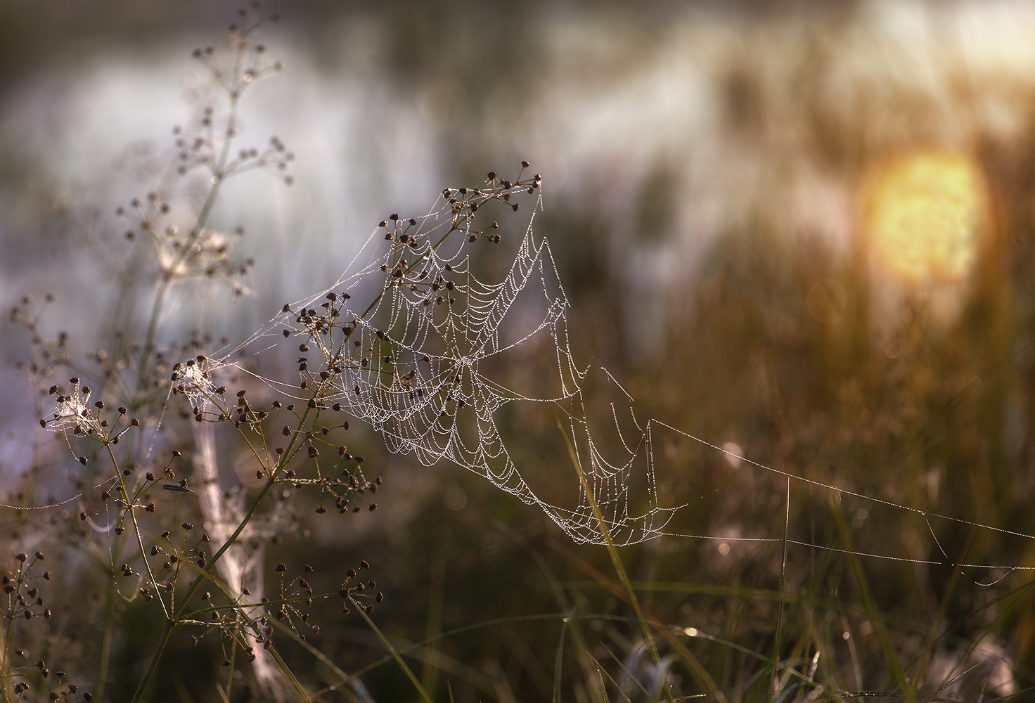 photo "***" tags: nature, macro and close-up, 