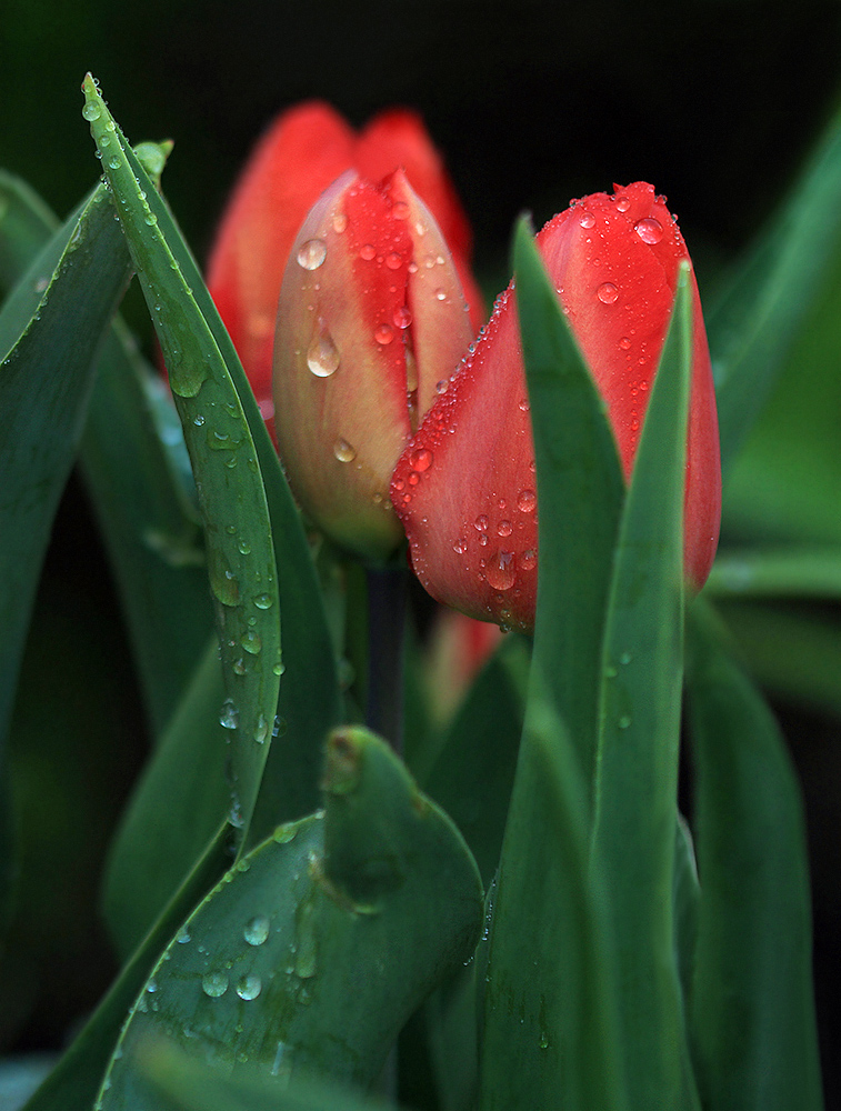 photo "***" tags: macro and close-up, nature, flowers, spring, капли, тюльпаны