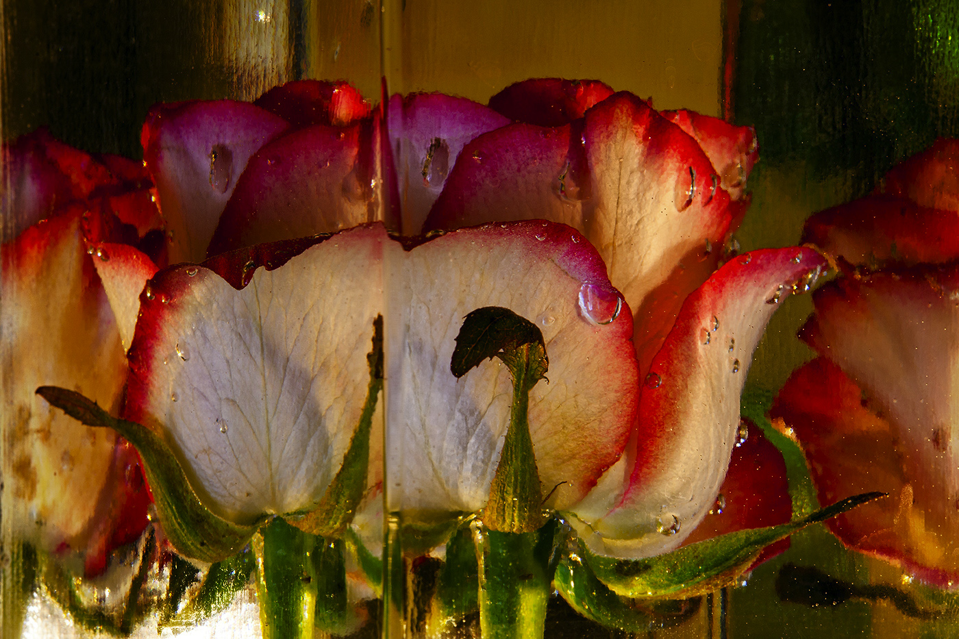 photo "***" tags: macro and close-up, 