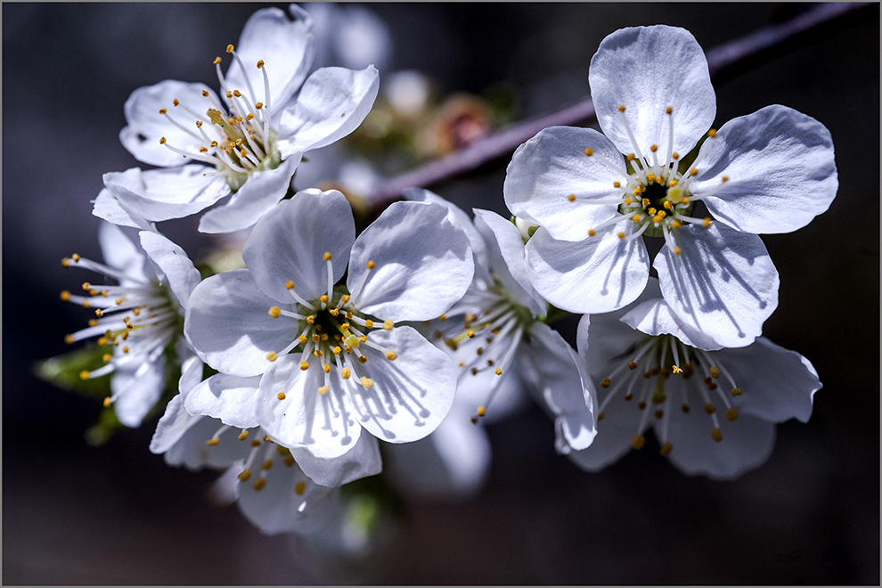 фото "***" метки: природа, натюрморт, разное, 