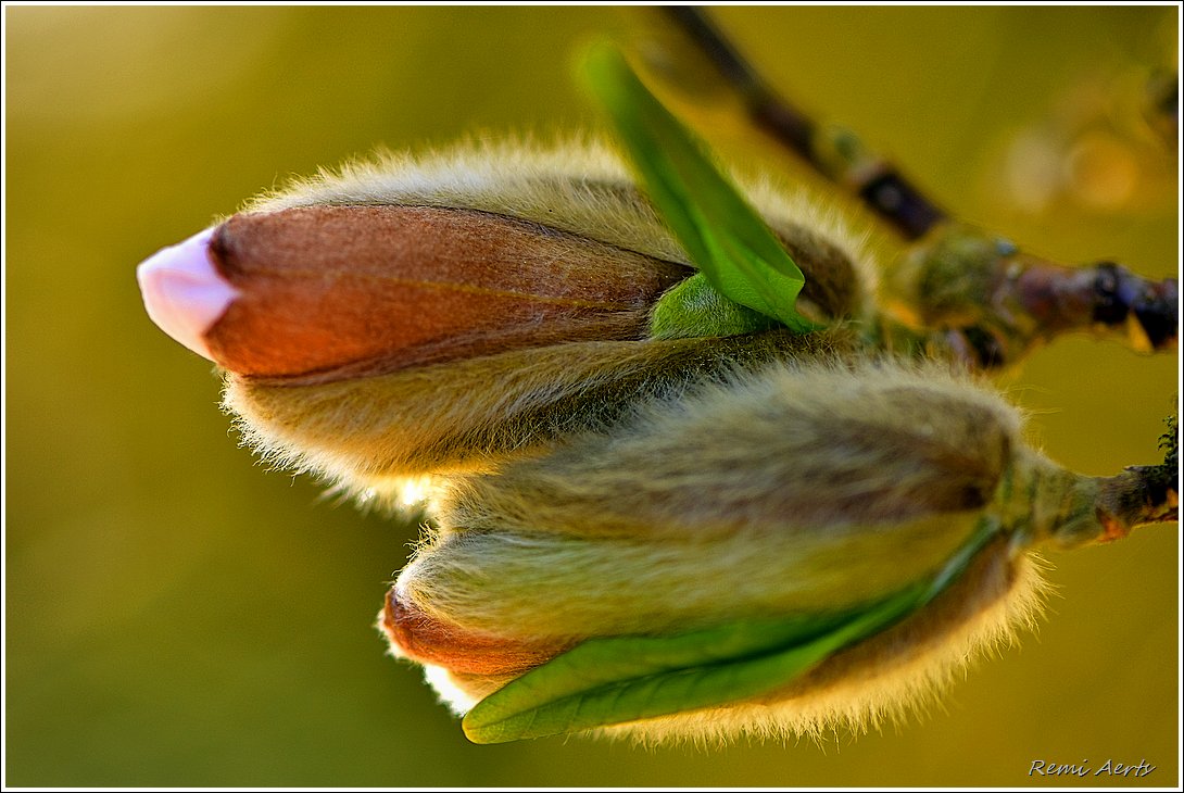 photo "***" tags: nature, macro and close-up, 