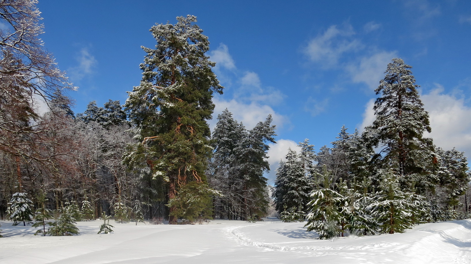 photo "***" tags: landscape, nature, snow, winter, мороз