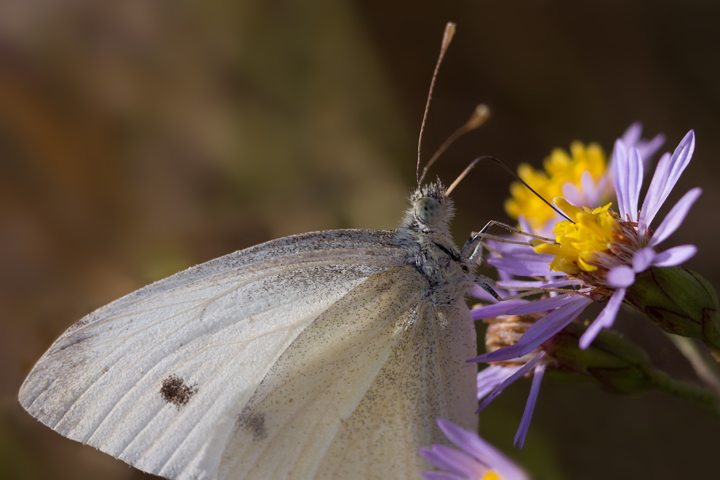 photo "***" tags: macro and close-up, 