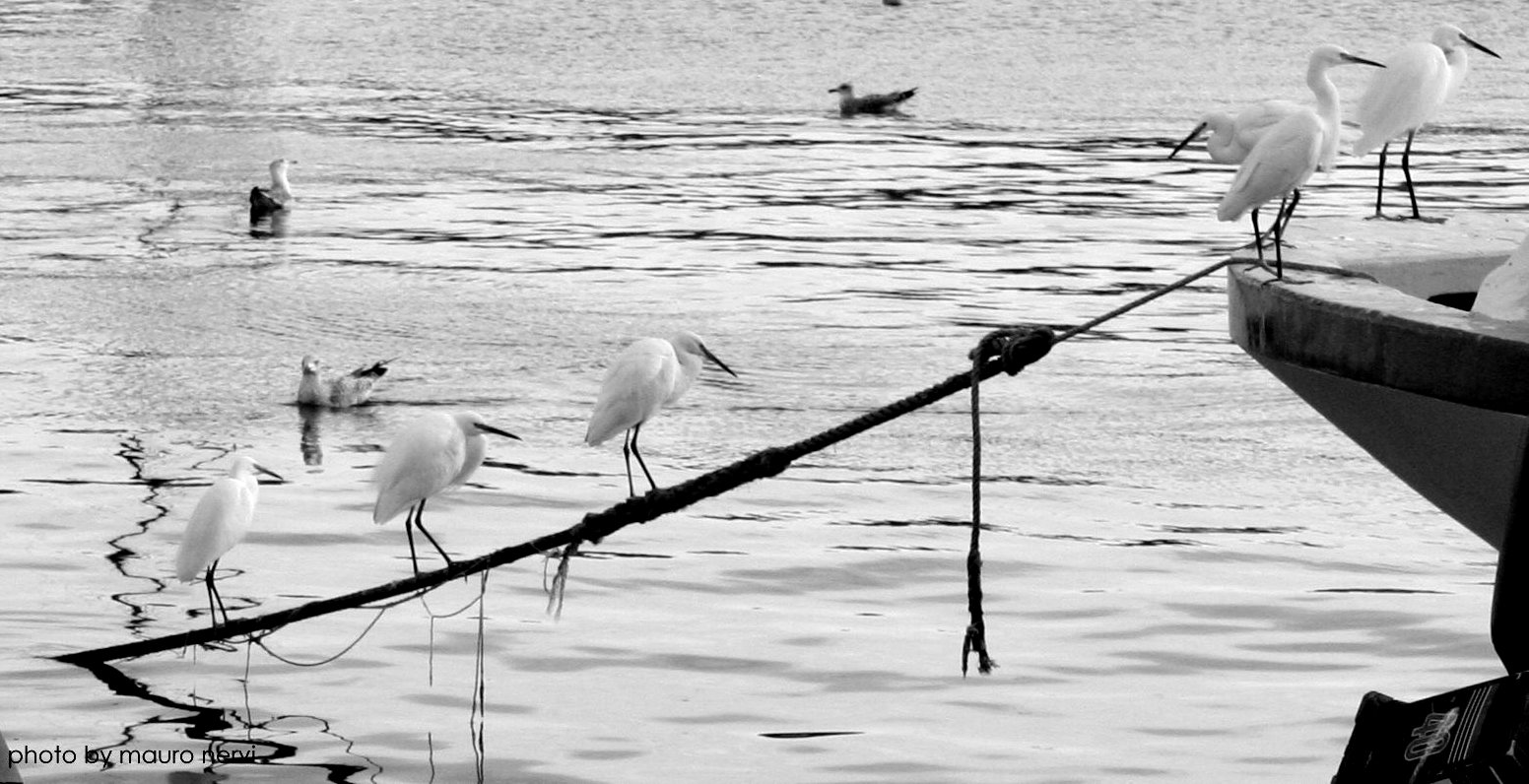 photo "meeting in the port" tags: black&white, 