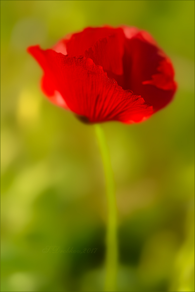 photo "Pasión de primavera" tags: nature, macro and close-up, Europe, flowers, love, spring