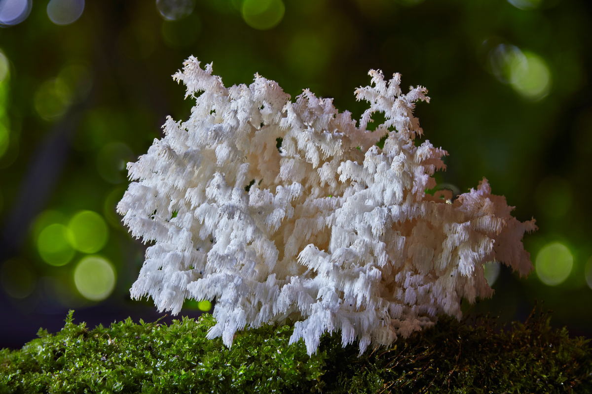 photo "***" tags: macro and close-up, 