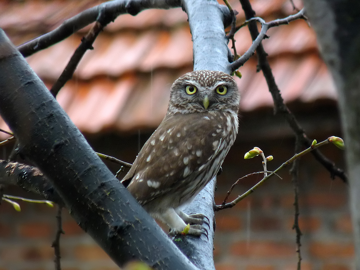 photo "***" tags: macro and close-up, wild animals