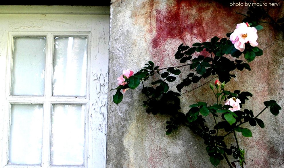 photo "roses on the wall" tags: street, 