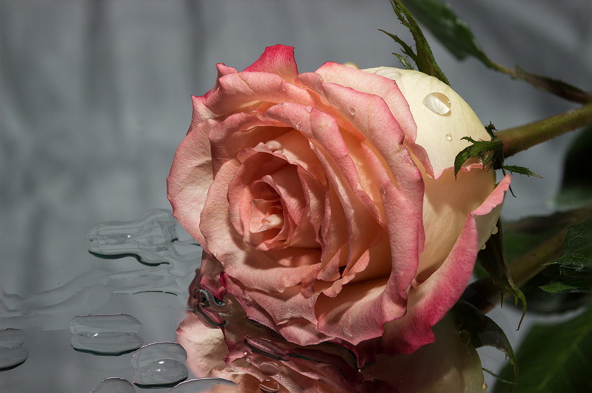 photo "***" tags: macro and close-up, 