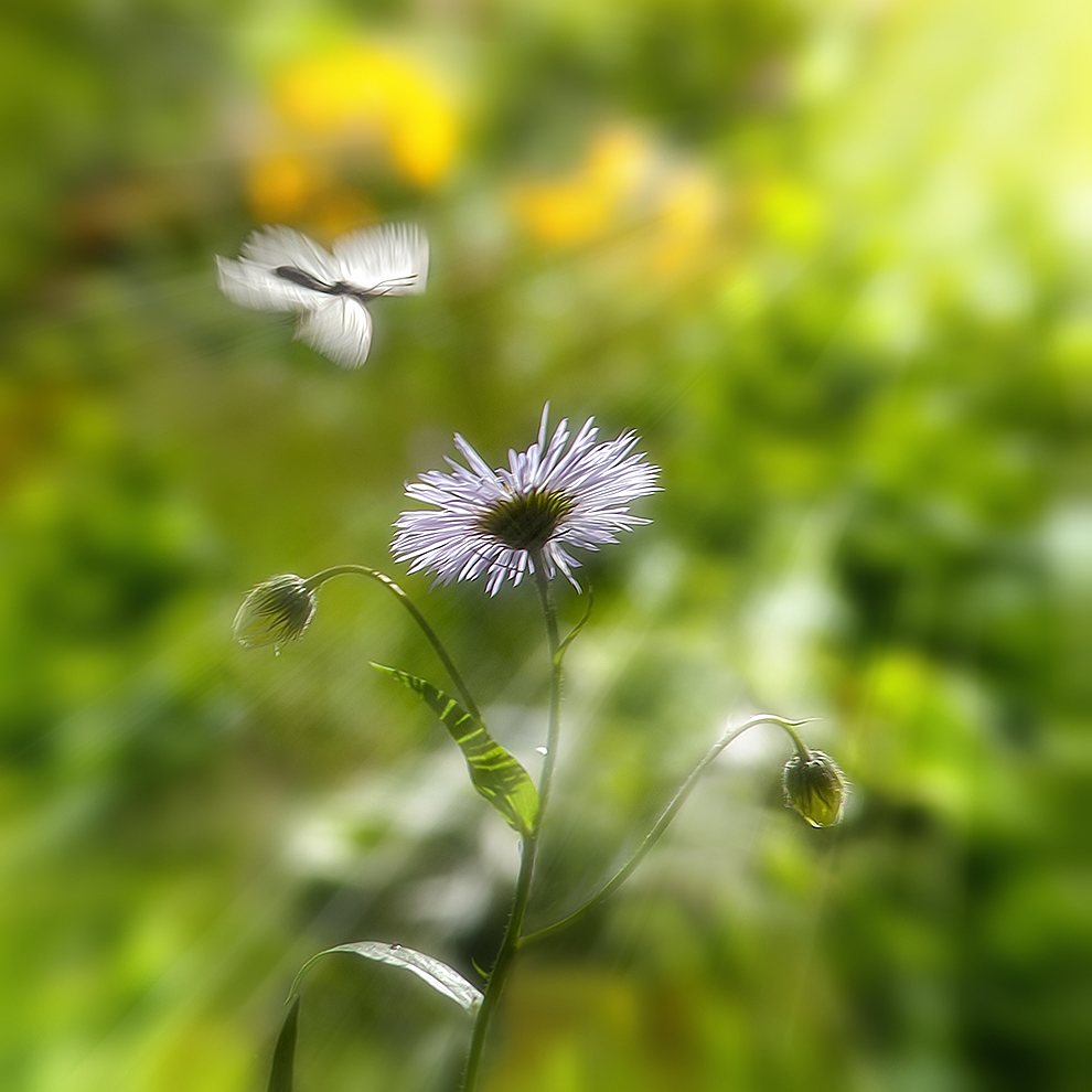 photo "***" tags: macro and close-up, nature, 