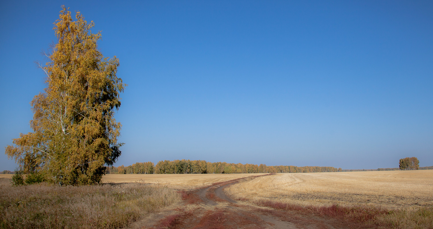 фото "Золото осени" метки: пейзаж, 