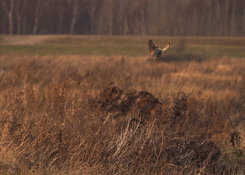 photo "Final attack" tags: nature, reporting, 