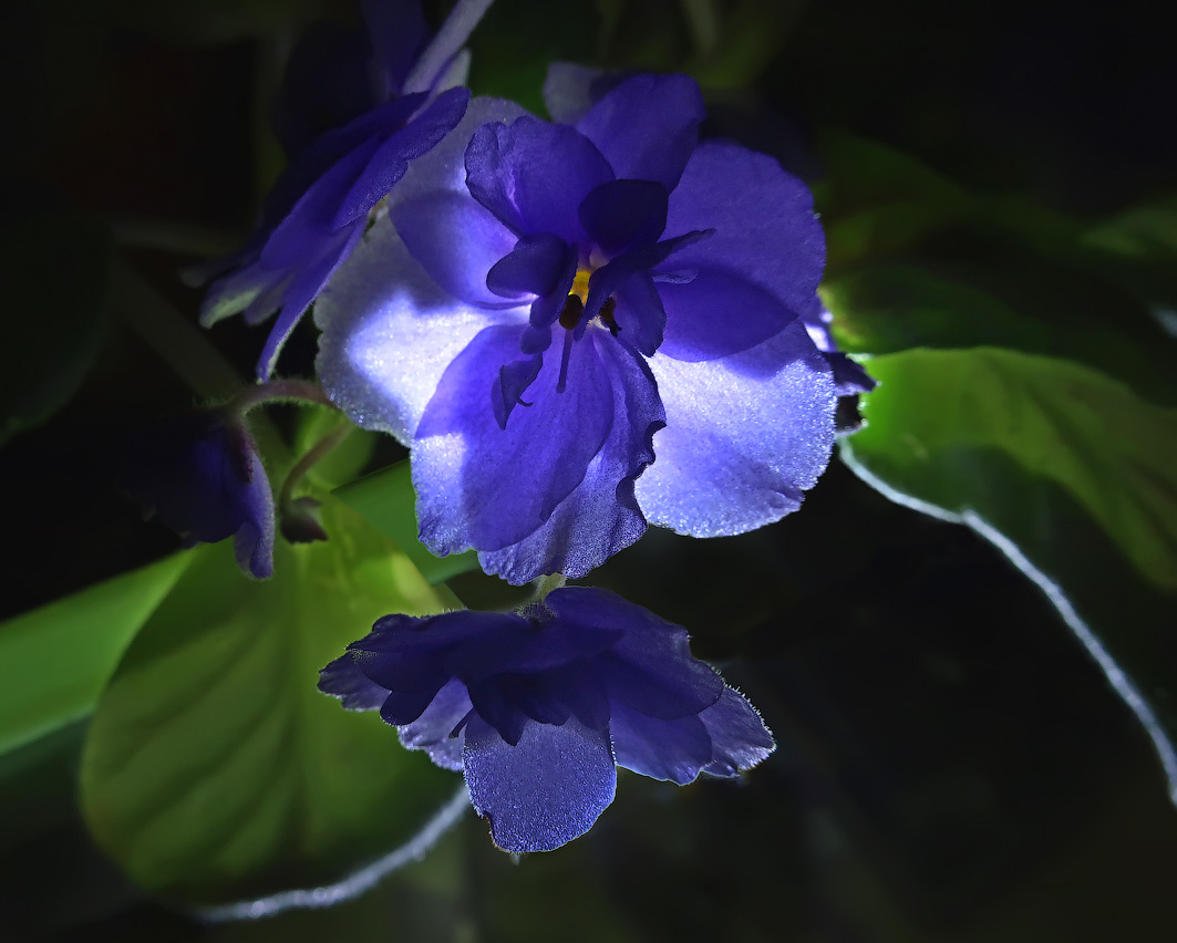photo "Night of Violets" tags: macro and close-up, nature, flowers, макро