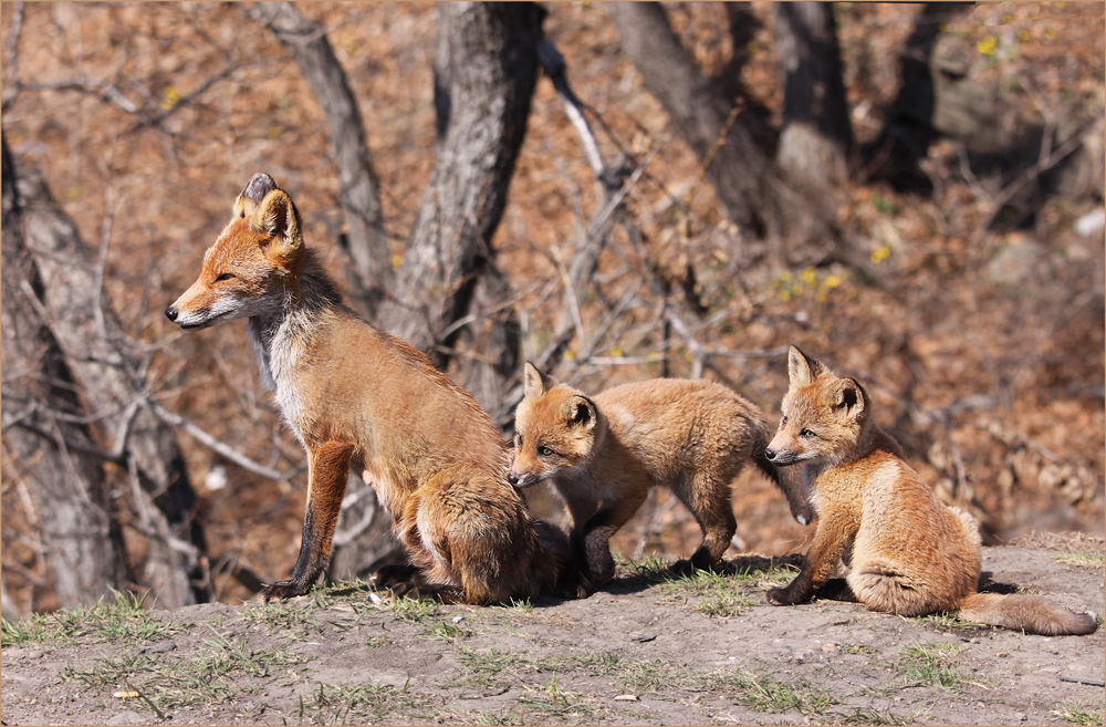 photo "***" tags: reporting, nature, forest, spring, wild animals