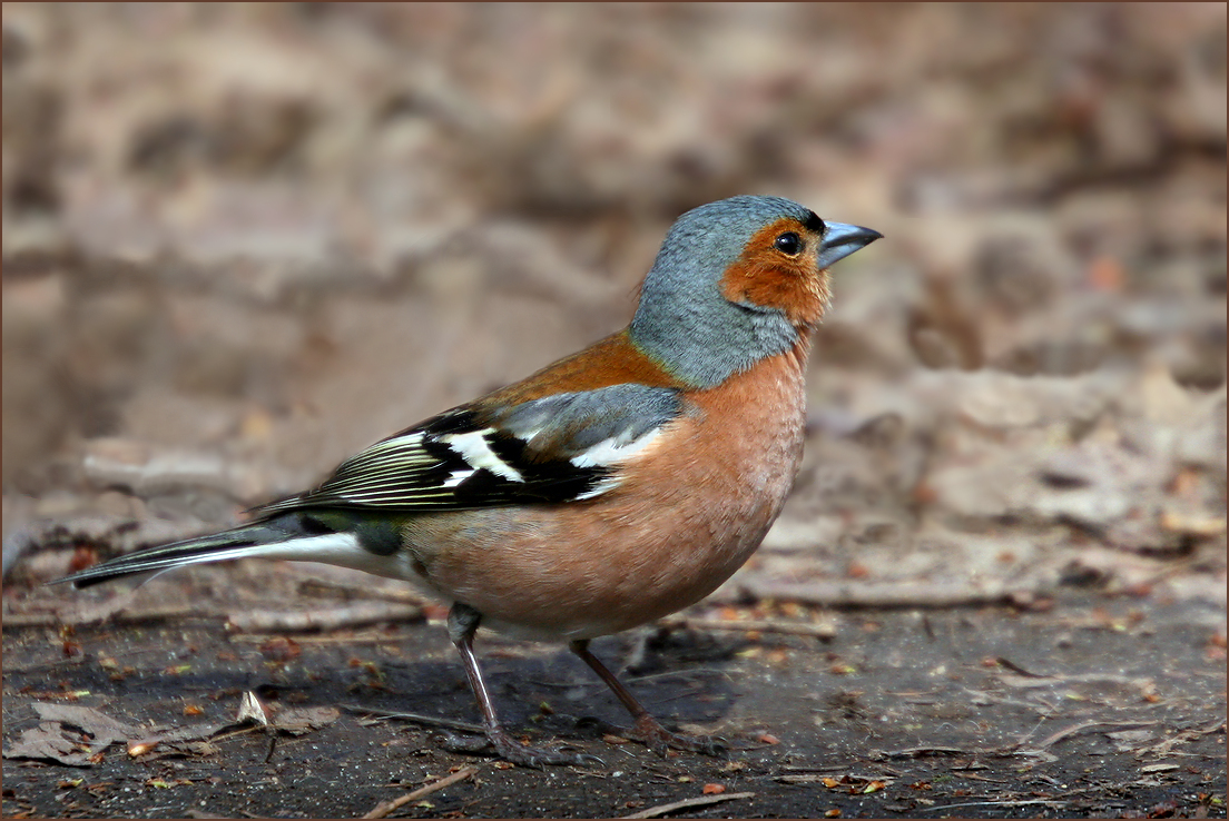 photo "Early bird" tags: nature, macro and close-up, 