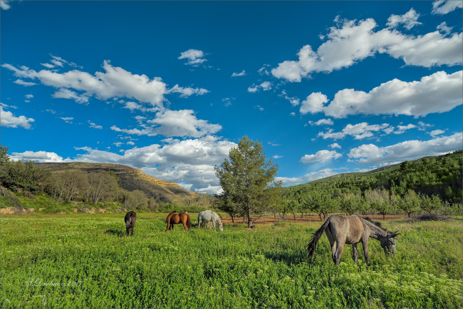 photo "Erase una vez en abril" tags: landscape, nature, Europe, clouds, flowers, forest, mountains, pets/farm animals, sky, spring, sunset, tree, деревья, лошади