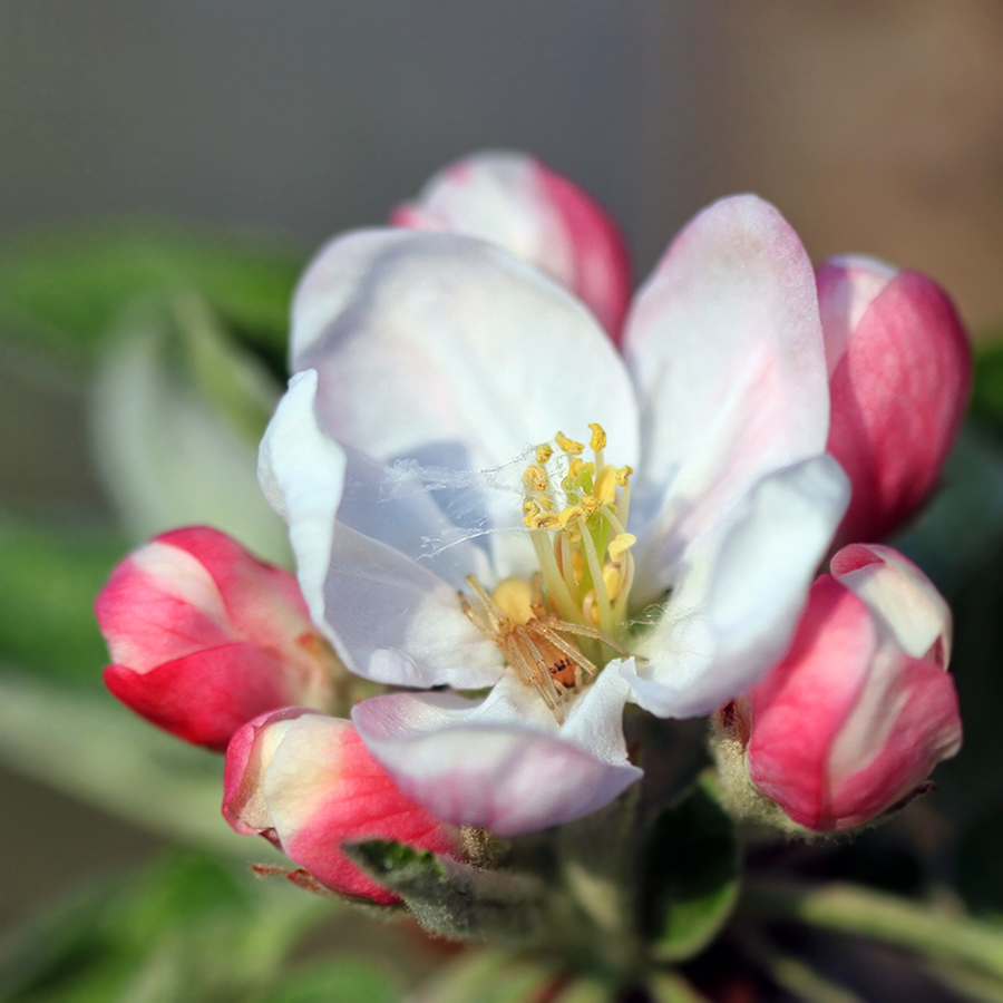 фото "Весенний квартирант" метки: макро и крупный план, природа, паук, цветение, яблоня