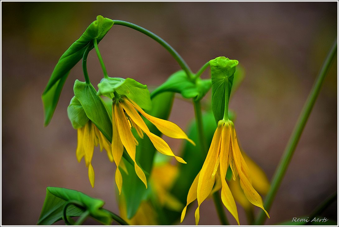 photo "***" tags: nature, macro and close-up, 