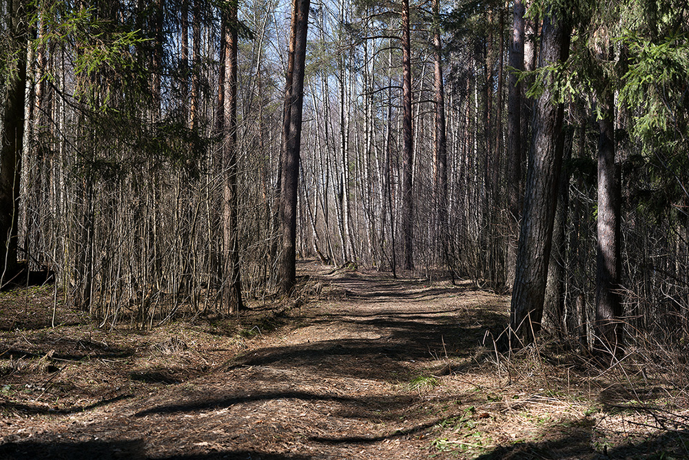 фото "снег сошел" метки: природа, пейзаж, панорама, деревья, лес, сосны