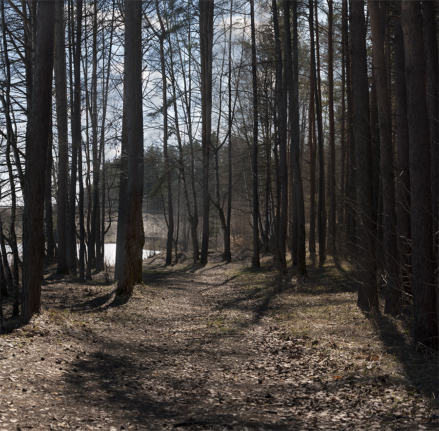 photo "In the Park" tags: nature, landscape, panoramic, forest, деревья, отражение, сосны