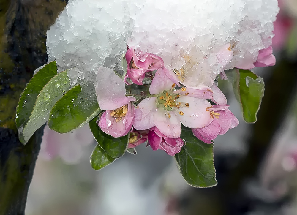 photo "***" tags: macro and close-up, snow, цветение, яблоня