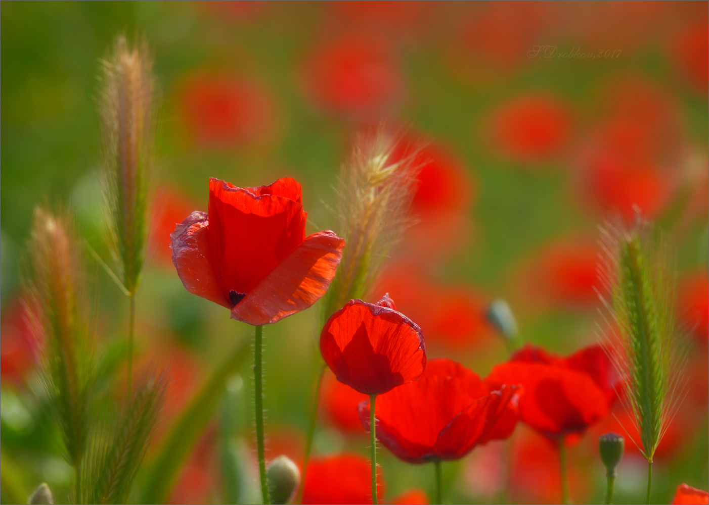 photo "Guirnalda" tags: nature, macro and close-up, Europe, flowers, spring, маки