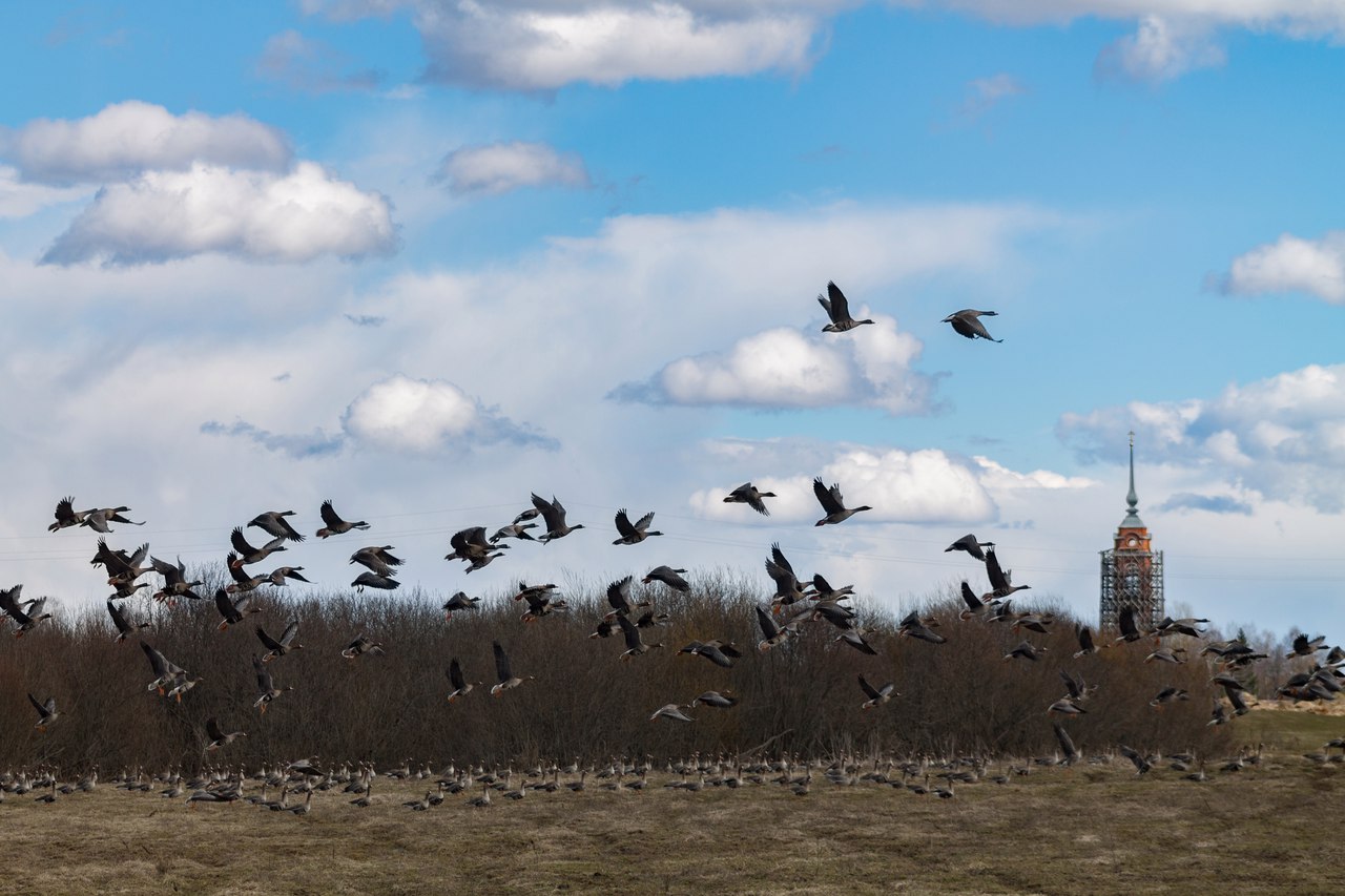 photo "***" tags: landscape, architecture, nature, spring, village, деревья, птицы, церковь