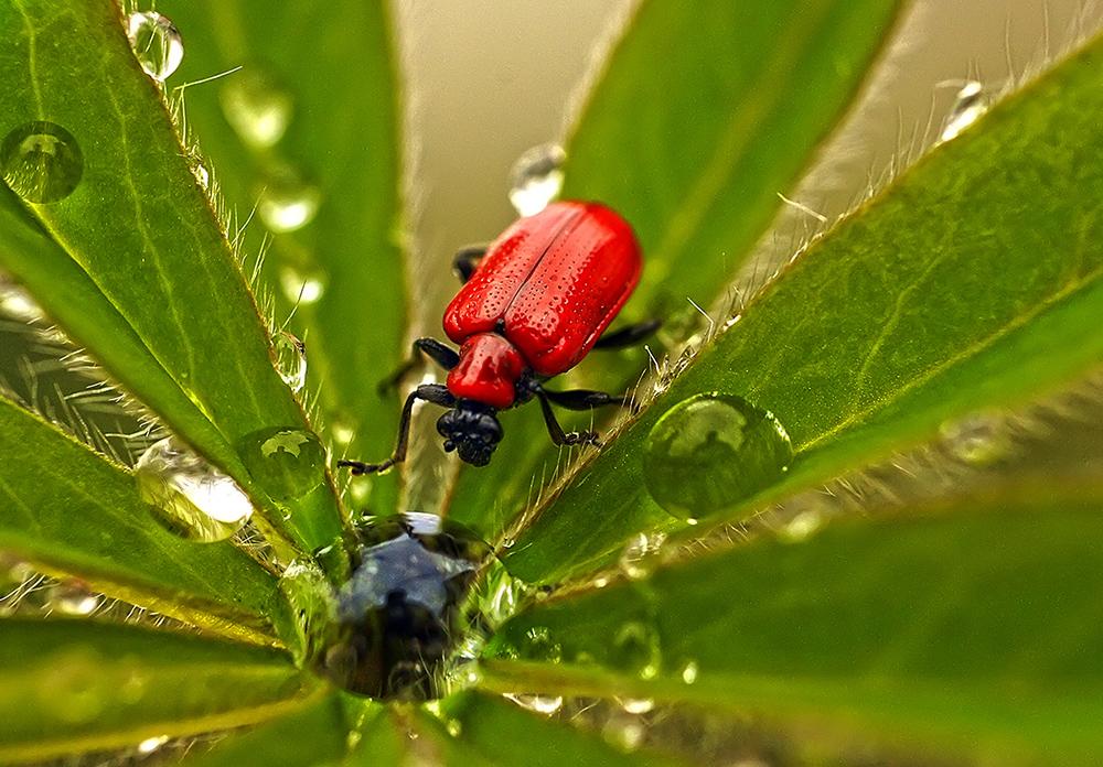 фото "После дождя" метки: макро и крупный план, природа, жук, макро, насекомое