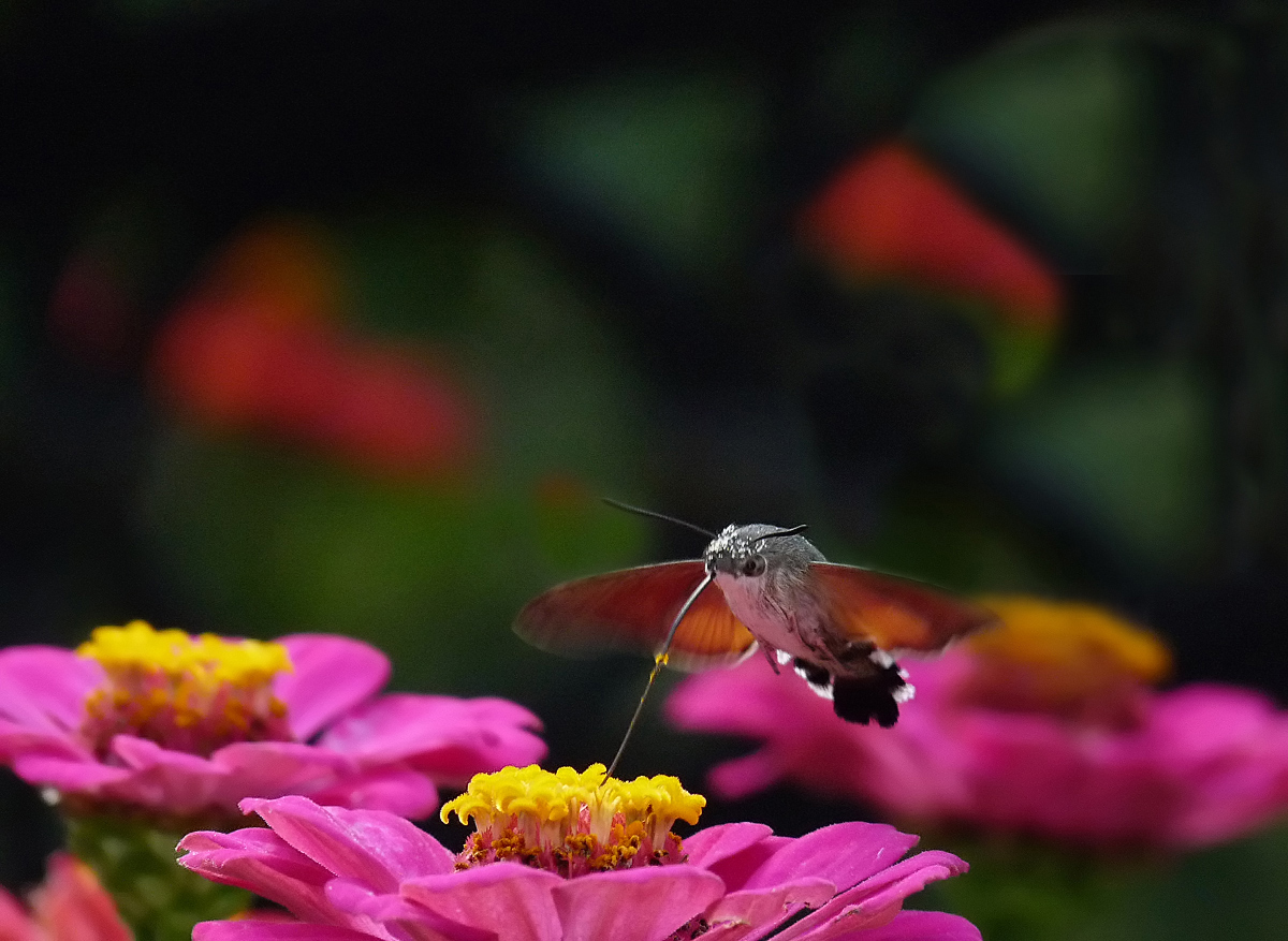 photo "***" tags: macro and close-up, insect