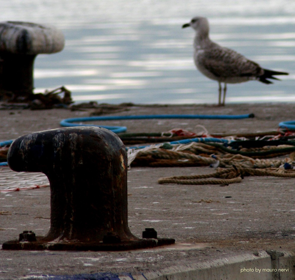 photo "citizen of the port" tags: city, 