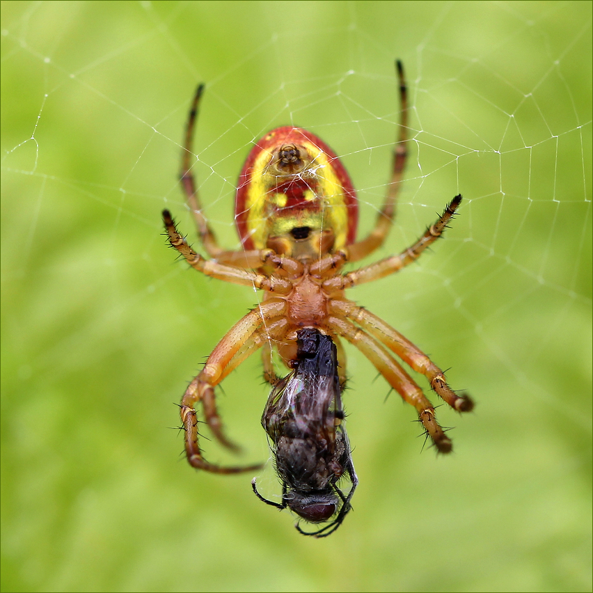 photo "Unlucky" tags: nature, macro and close-up, 