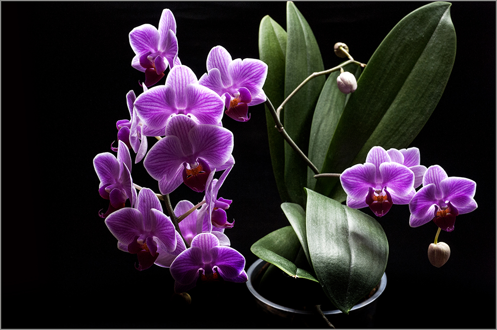 photo "***" tags: still life, macro and close-up, genre, 