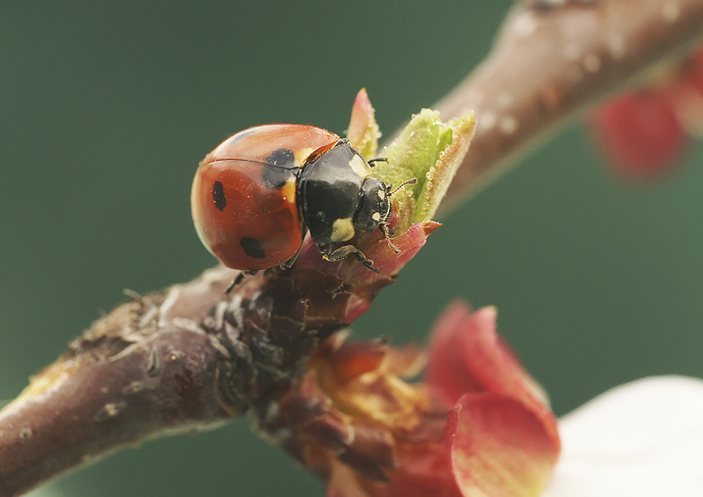 photo "***" tags: macro and close-up, nature, божья коровка