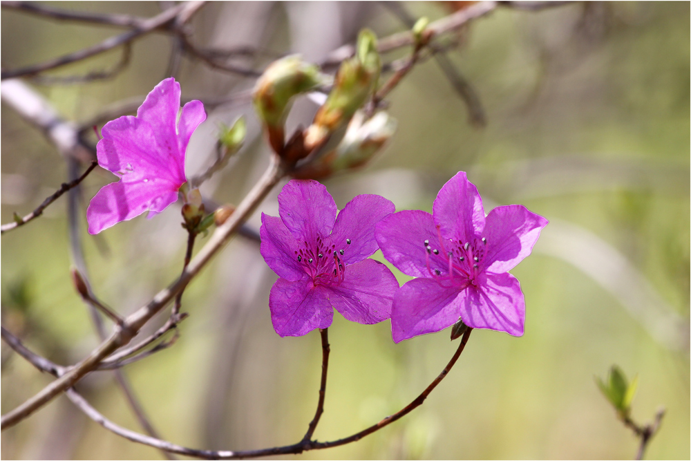 photo "***" tags: nature, macro and close-up, flowers, spring