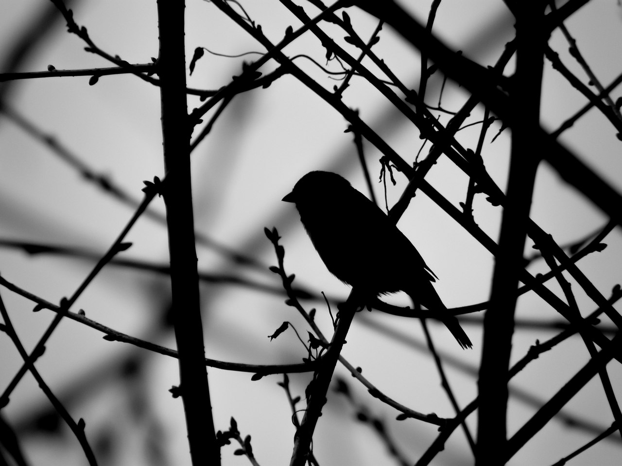 photo "***" tags: , bird, spring, village, деревья, монохром