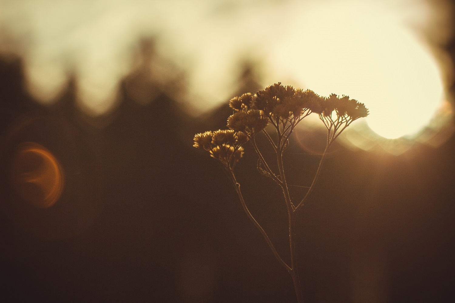 photo "***" tags: landscape, macro and close-up, nature, 