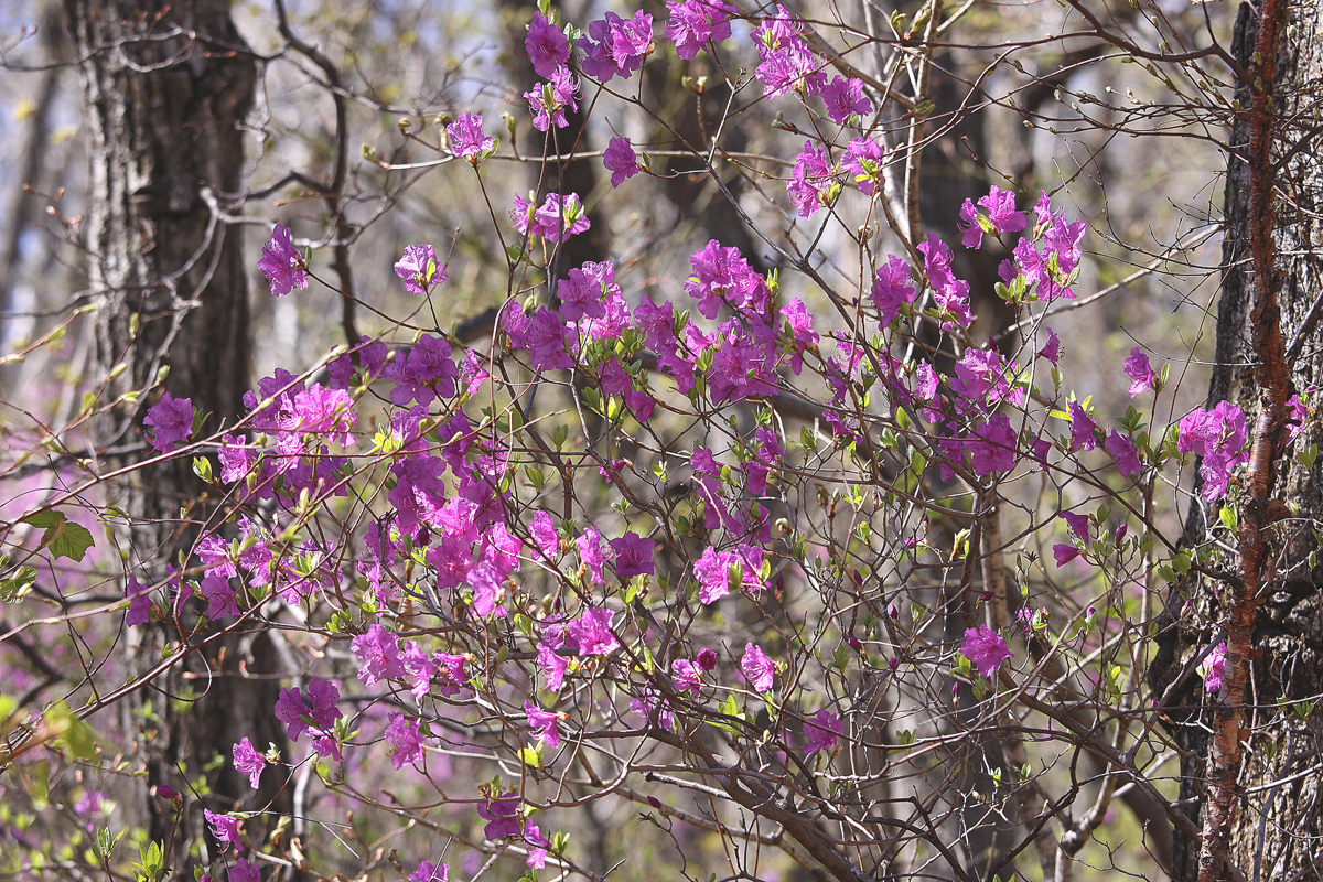 photo "***" tags: nature, forest, spring, цветы.