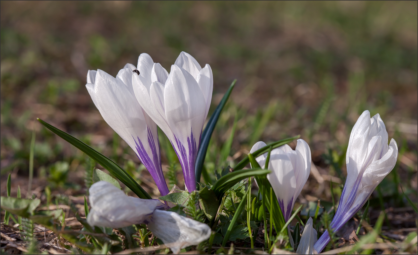 фото "И снова пришла весна" метки: макро и крупный план, природа, 
