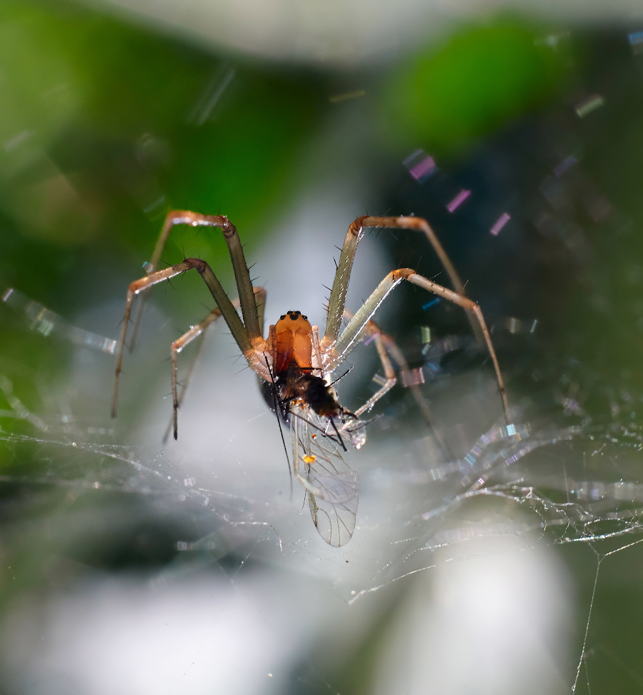 photo "***" tags: macro and close-up, 