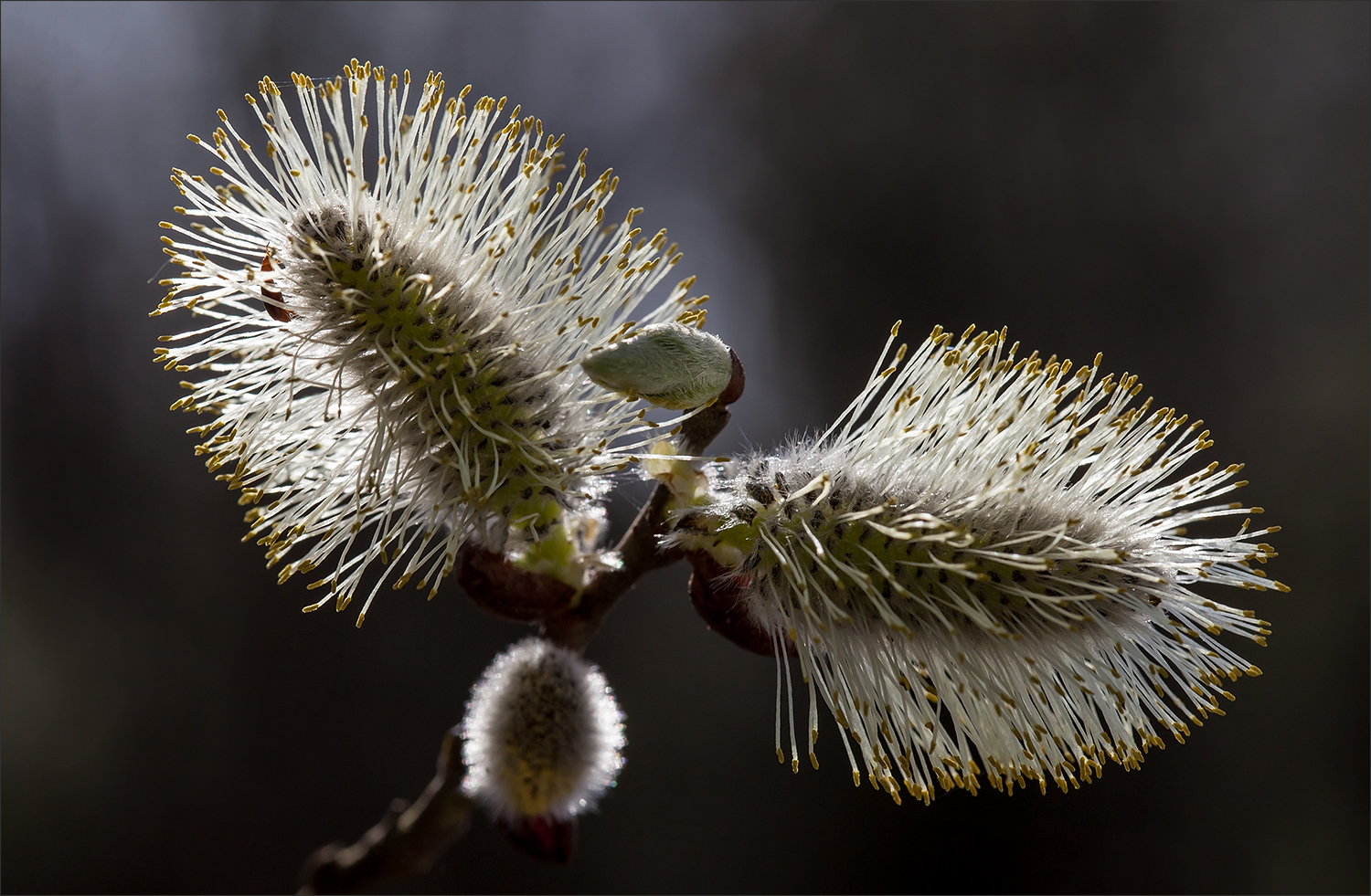 photo "***" tags: macro and close-up, nature, 