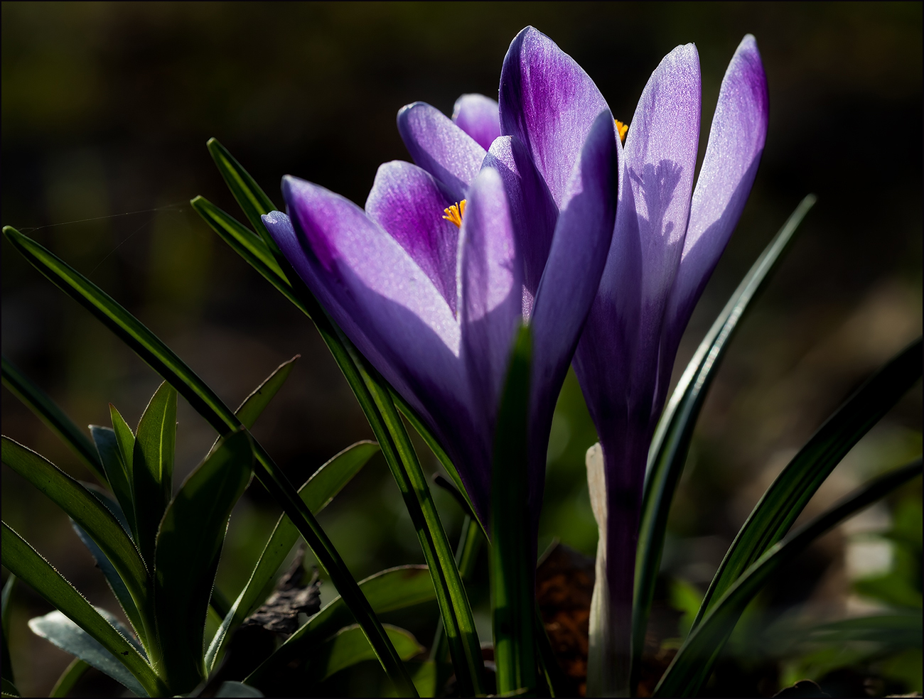 photo "***" tags: macro and close-up, nature, 