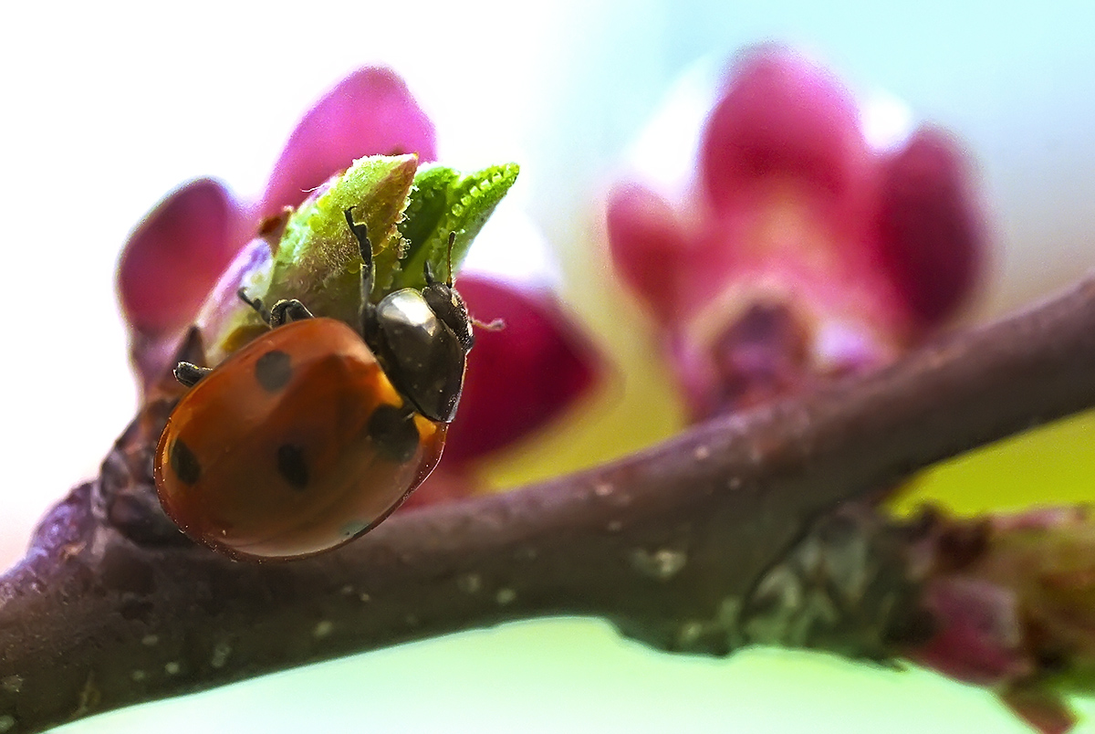 photo "***" tags: nature, macro and close-up, божья коровка