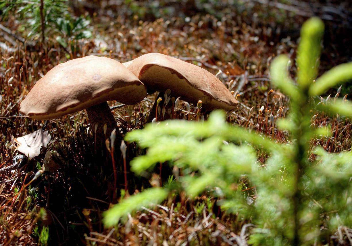 photo "спина к спине" tags: nature, misc., macro and close-up, autumn, forest, гриб, грибы, ель