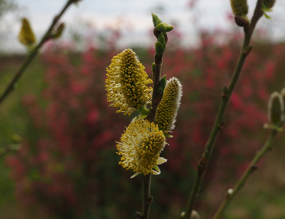 photo "Yellow and Red" tags: nature, macro and close-up, still life, 