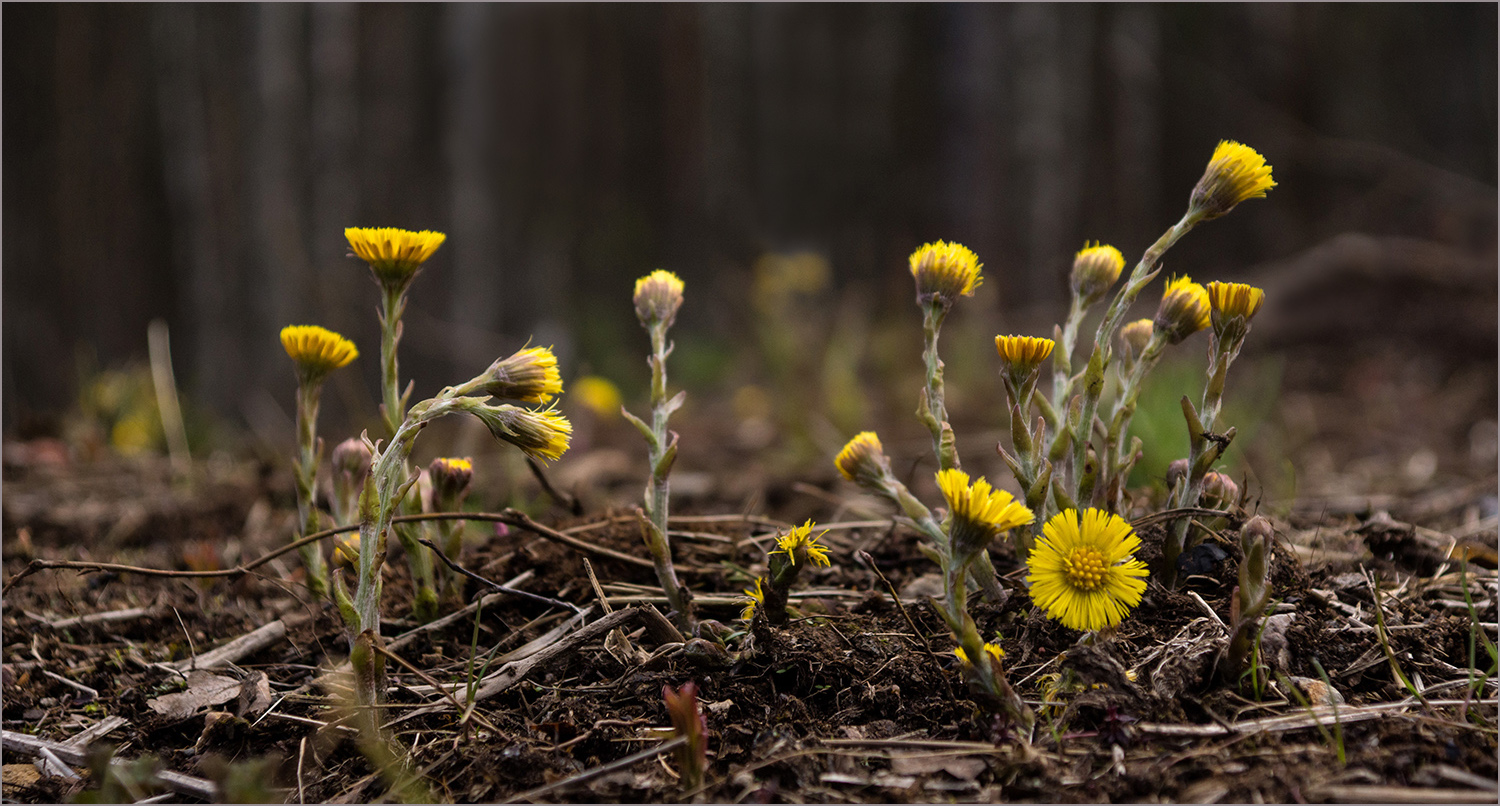 photo "At the edge" tags: nature, 